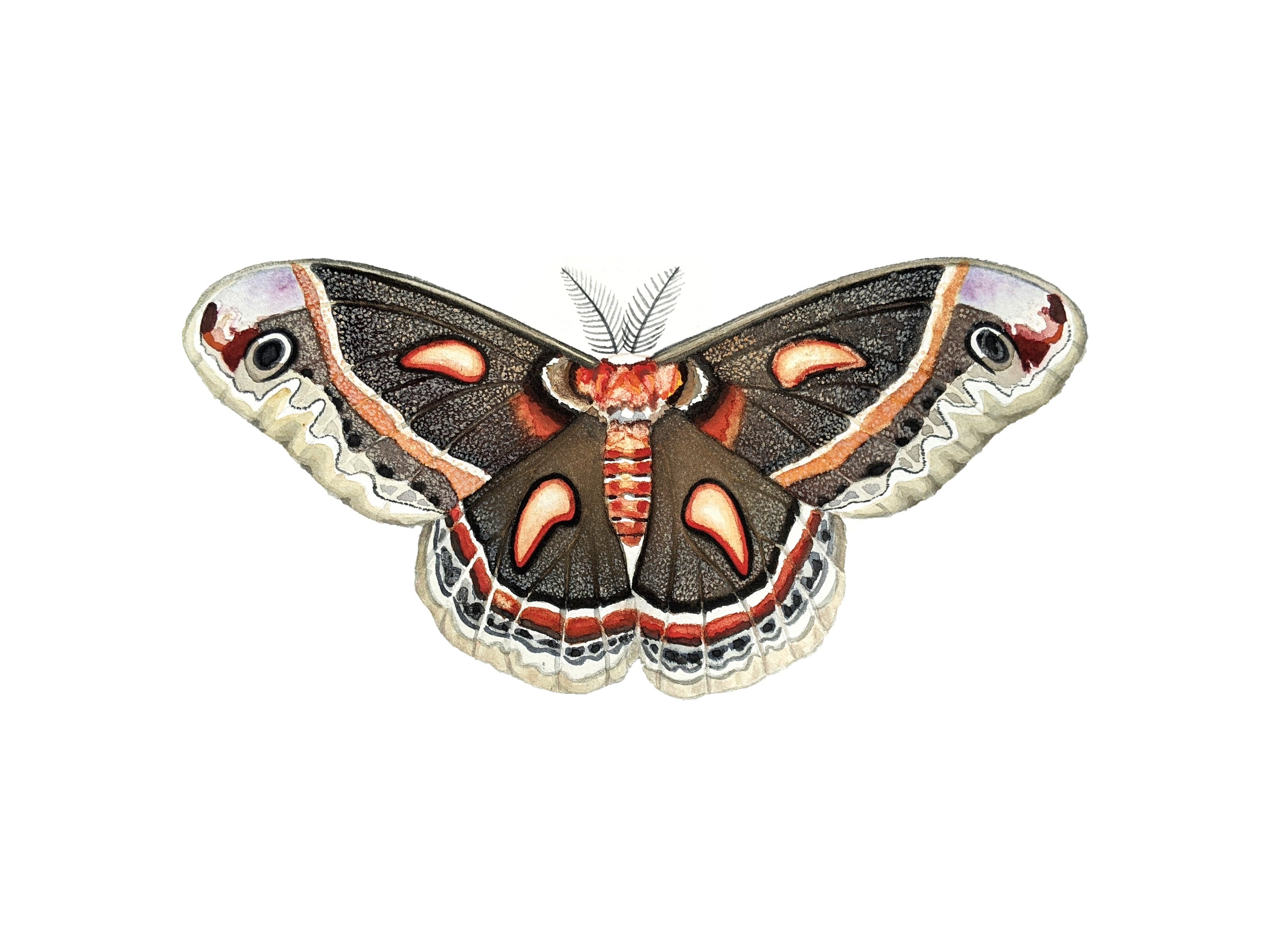 Cecropia Moth Sticker – TeaToucan